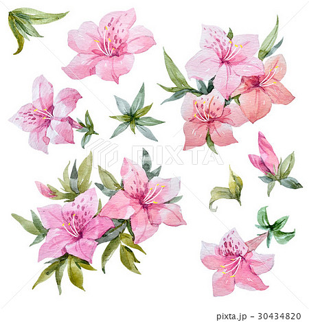 Watercolor Rhododendron Flowersのイラスト素材