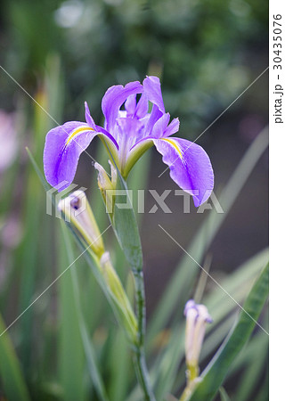花 フラワー お花 30435076