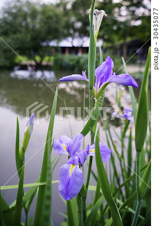 景色 風景 台湾 30435077