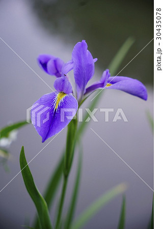 花 フラワー お花 30435078
