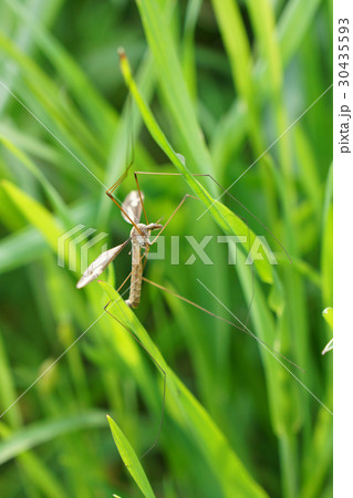 これでも昆虫のガガンボ（大蚊・かとんぼ）-1 30435593