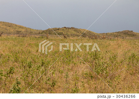 A flock of giraffes are walking on the shroud A flock of giraffes are walking on the shroud 30436266