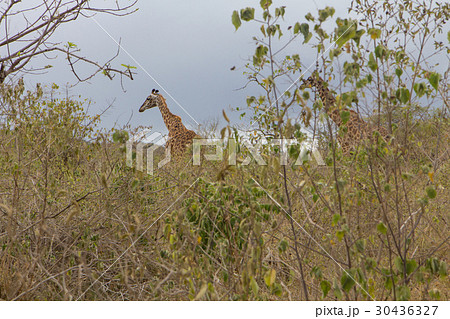 Find the giraffe among the grass 30436327