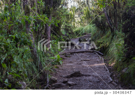 Track on Kilimanjaro on the Machame Route Whiskey Track on Kilimanjaro on the Machame Route Whiskey 30436347