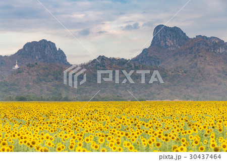 Full bloom sunflower field with natural mountain  30437464