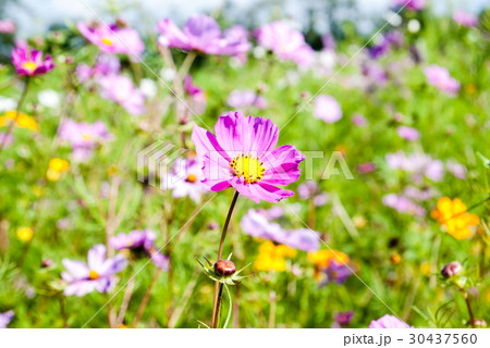 花畑に咲く紫色のコスモス 30437560