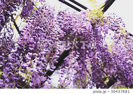 藤の花 藤の花 30437681