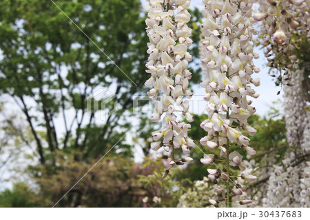 白い藤の花 白い藤の花 30437683