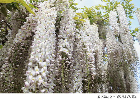 白い藤の花 白い藤の花 30437685