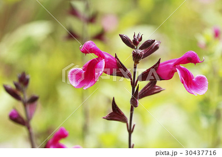 チェリーセージの花 チェリーセージの花 30437716