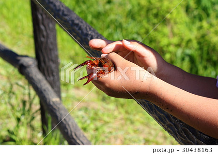 ザリガニ釣り 30438163