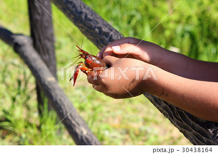 ザリガニ釣り 30438164