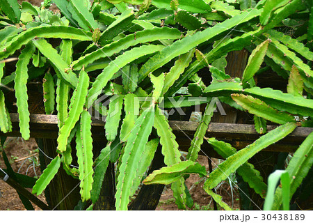 ドラゴンフルーツの緑色の茎の写真素材