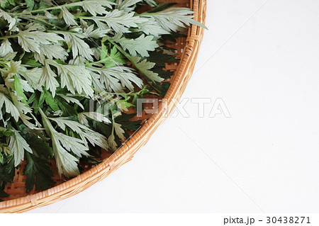 よもぎ よもぎ 30438271