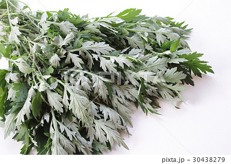 よもぎ よもぎ 30438279