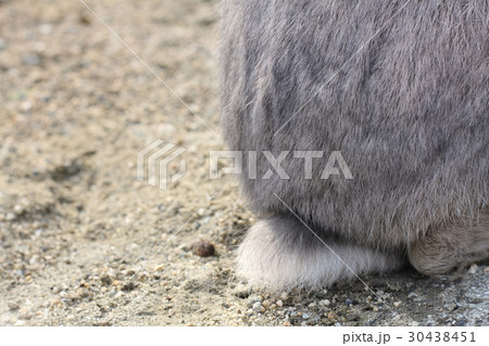 うさぎ島 30438451