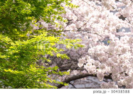 新緑の楓と桜 30438588