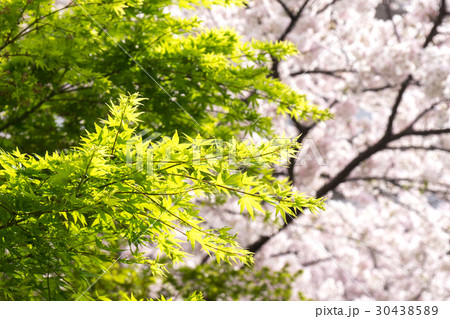 新緑の楓と桜 30438589
