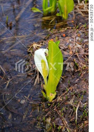 星置緑地で水芭蕉。 星置緑地で水芭蕉。 30438730