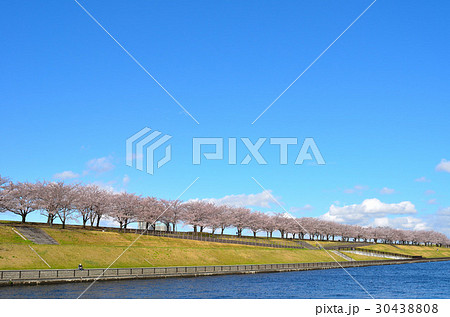 青空と桜並木 30438808