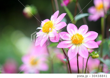 ピンクのダリア ピンクのダリア 30438841