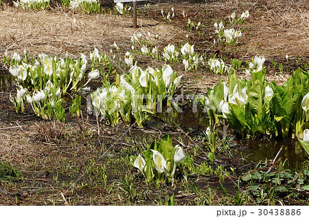 湿地帯に満開のミズバショウ 30438886