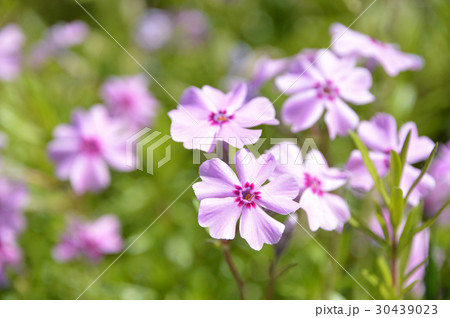 シバザクラ（芝桜） 30439023
