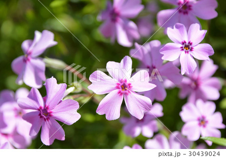 シバザクラ（芝桜） 30439024