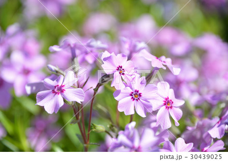 シバザクラ（芝桜） 30439025