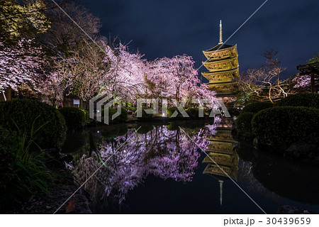 京都 東寺 夜桜 京都 東寺 夜桜 30439659