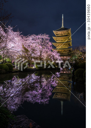 京都 東寺 夜桜 京都 東寺 夜桜 30439660