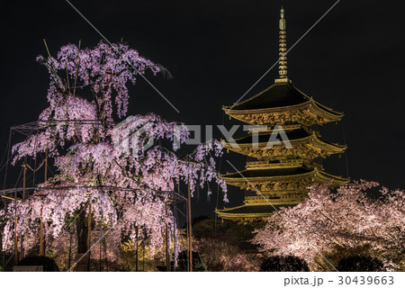 京都 東寺 夜桜 京都 東寺 夜桜 30439663