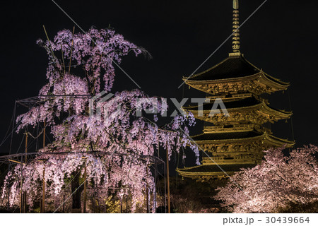 京都　東寺　夜桜 30439664