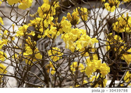 コガネノウゼン 30439798