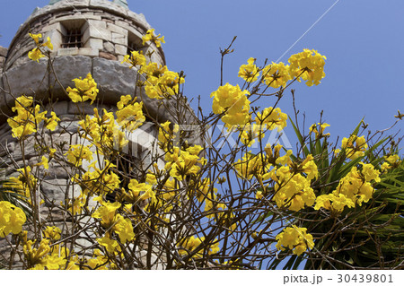 コガネノウゼン コガネノウゼン 30439801