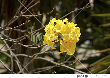 コガネノウゼン コガネノウゼン 30439868