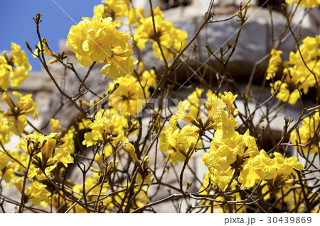 コガネノウゼン コガネノウゼン 30439869