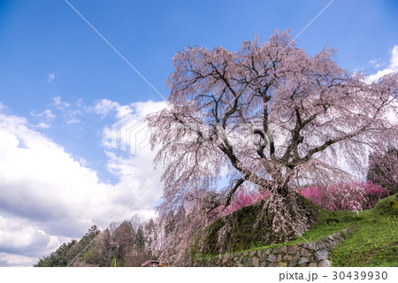 本郷の瀧桜(又兵衛桜) 本郷の瀧桜(又兵衛桜) 30439930