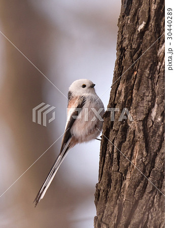 エナガ エナガ 30440289