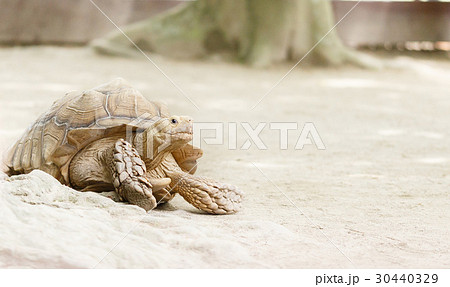 のんびり 30440329