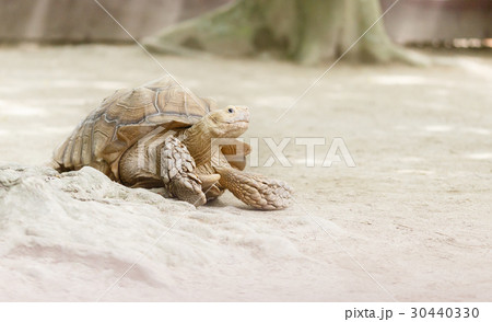 のんびり 30440330