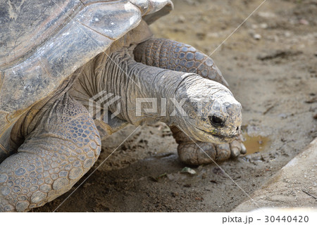 リクガメ 30440420