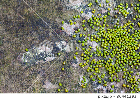 Mung bean, green moong dal in wooden bowl Top view Mung bean, green moong dal in wooden bowl Top view 30441293