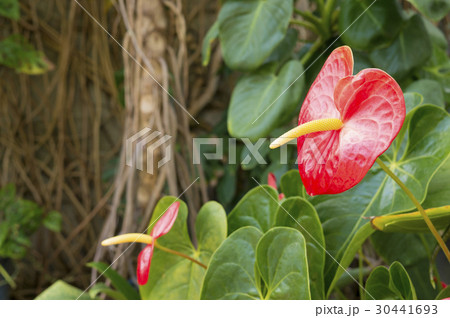 オオベニウチワ オオベニウチワ 30441693