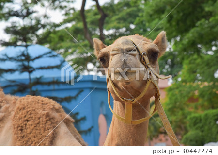 head of camel 30442274