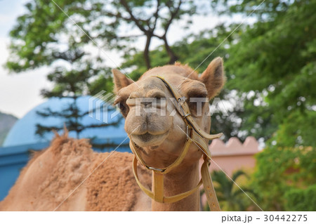 head of camel 30442275