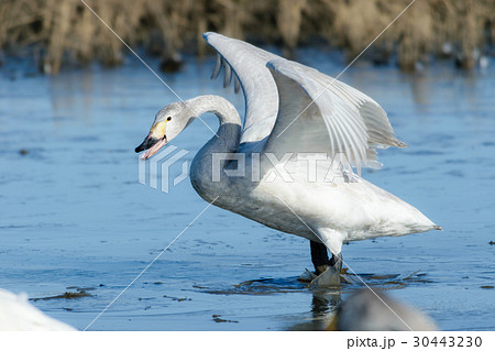 羽を広げる白鳥 幼鳥 の写真素材