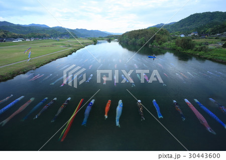 防府 佐波川 水中鯉のぼり 防府 佐波川 水中鯉のぼり 30443600