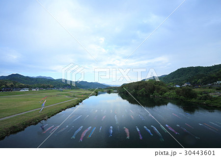 防府　佐波川　水中鯉のぼり 30443601