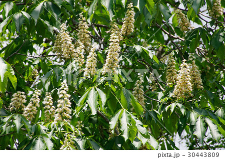 トチノキの花 30443809